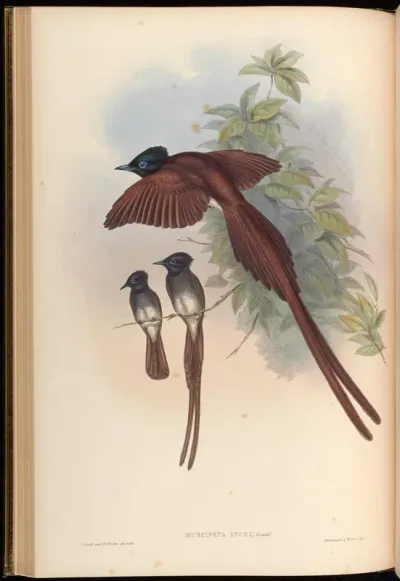 Ince's Paradise Flycatcher