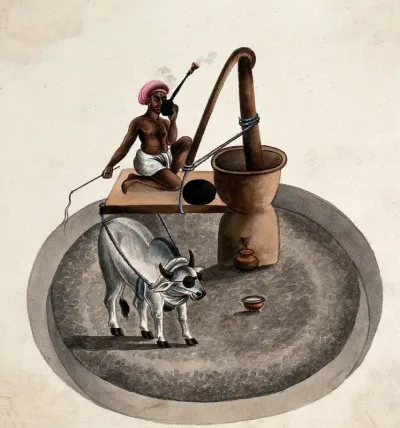 India: a man smoking a hookah whips a bullock who is drawing him on a platform around a milling wheel