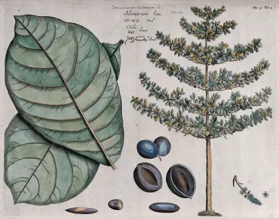 Indian almond (Terminalia catappa L.): leaves, tree, fruit, flowers, seed and cross-sections of fruit and seed