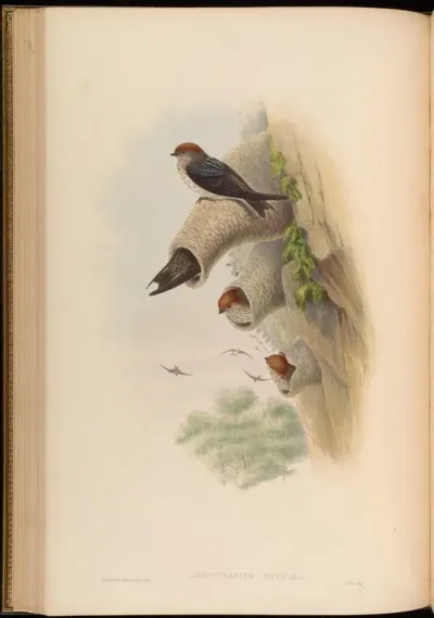 Indian Cliff-Swallow