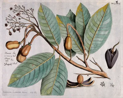 Indian Copal (Vateria indica L.): branch with flowers, leaves and fruit and dissected fruit showing seed