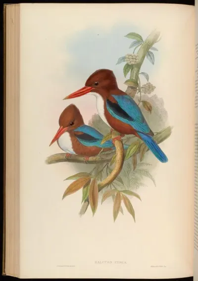 Indian Kingfisher