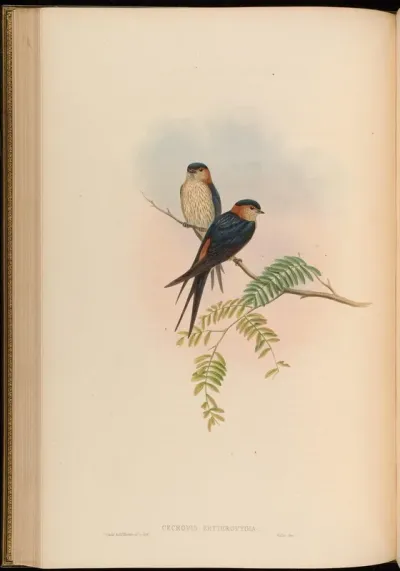 Indian Mosque-Swallow