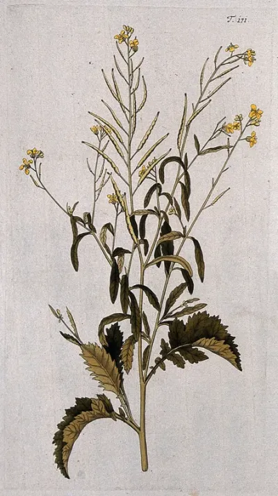 Indian mustard or rai (Brassica juncea (L.) Czerniak.): flowering and fruiting stem