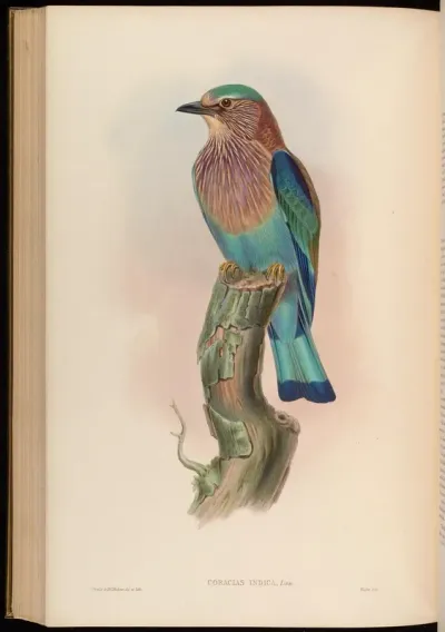 Indian Roller