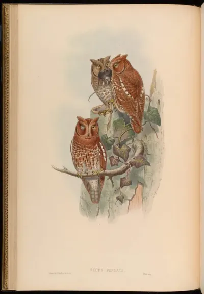 Indian Scops Owl