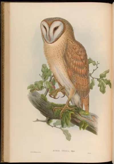 Indian Screech Owl