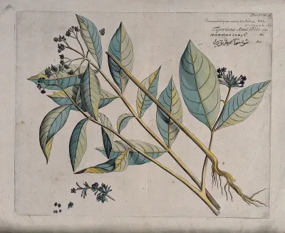 Indian Snakeroot or Java Devilpepper (Rauvolfia serpentina (L.) Kurz): flowering and fruiting branches, root, inflorescence and sectioned fruit with seeds