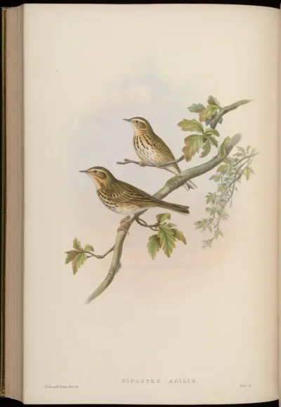 Indian Tree-Pipit