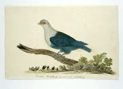 Indian turtle dove from the Seychelles
