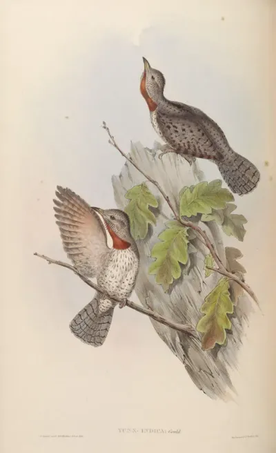 Indian Wryneck