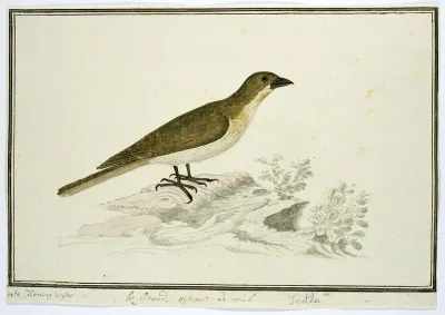 Indicator indicator (Grote honingspeurder)