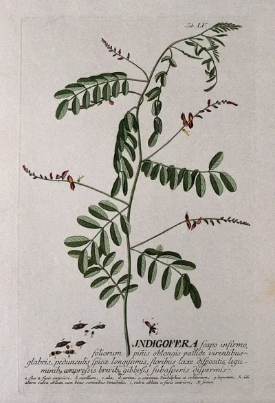 Indigo plant (Indigofera tinctoria L.): flowering stem with separate flower and fruit segments