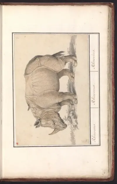 Indische neushoorn (Rhinoceros unicornis)