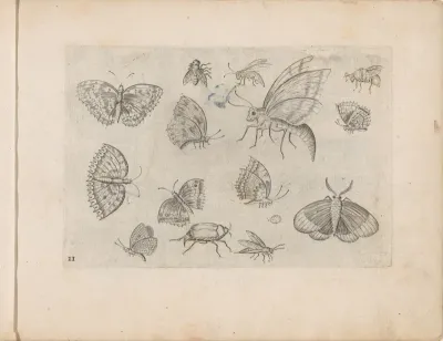 Insecten