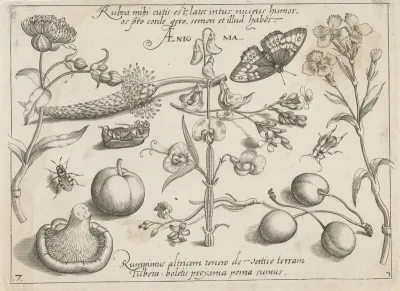 Insecten, planten en vruchten rond een pronkerwt