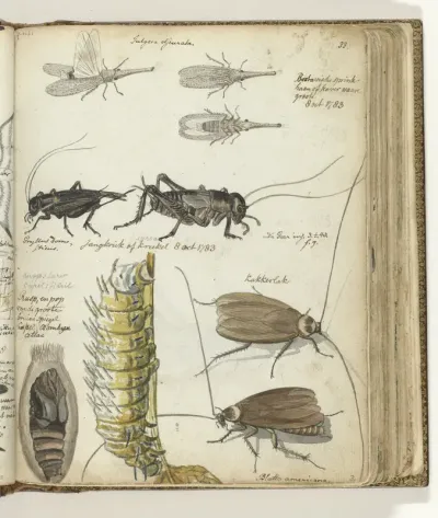 Insecten