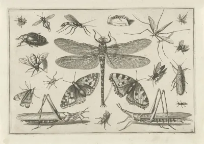 Insects