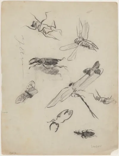 insects