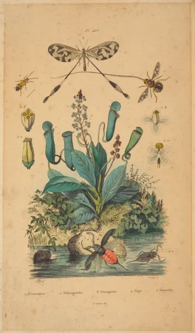 Insects and Flowers