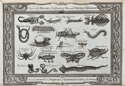 Insects and reptiles from different parts of the world, including a hooded serpent, a locust and an elephant beetle