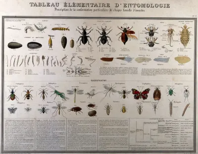 Insects: classified varieties and stages of development, including larvae, beetles and butterflies