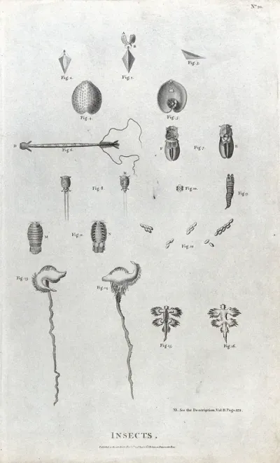 Insects: sixteen unlabelled anatomical segments