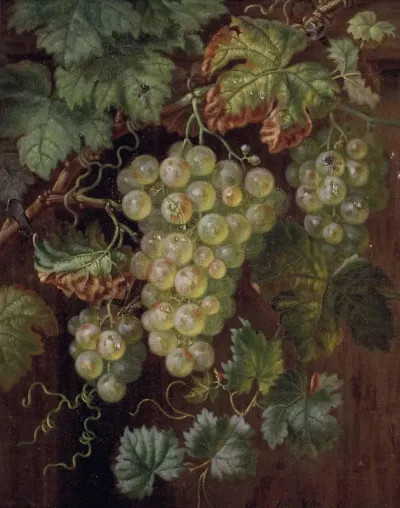 Insekten auf Weinrebe