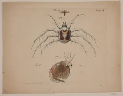Insekter. Tavle II af zoologisk værk