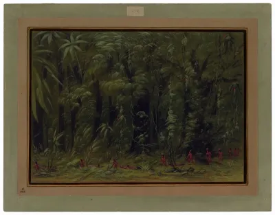 Interior of an Amazon Forest - Zurumati