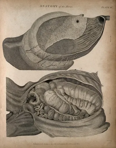 Internal organs of a horse: two figures, showing the intestines and stomach