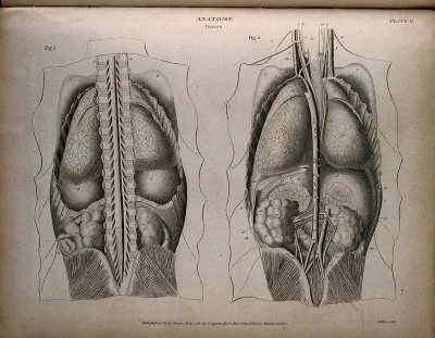 Internal organs of the thorax and abdomen: two figures