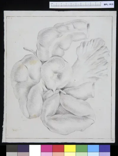 Intestines
