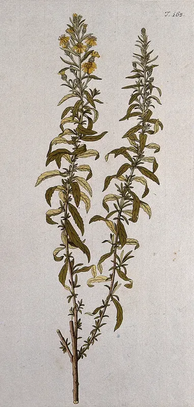 Inula viscosa: flowering stem