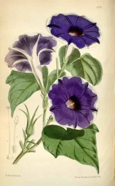 Ipomoea nil
