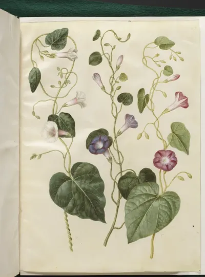 Ipomoea purpurea (purpur-pragtsnerle)