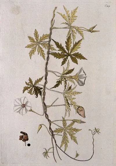 Ipomoea sinuata: flowering stem with separate fruit and seed