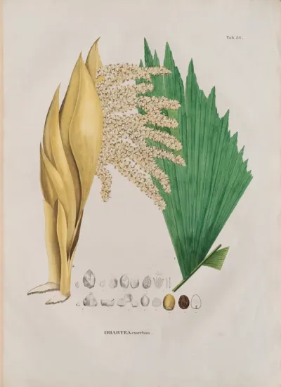 Iriarte exorrhiza