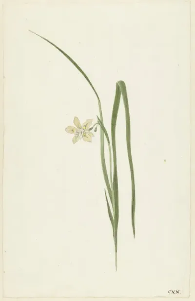 Iris