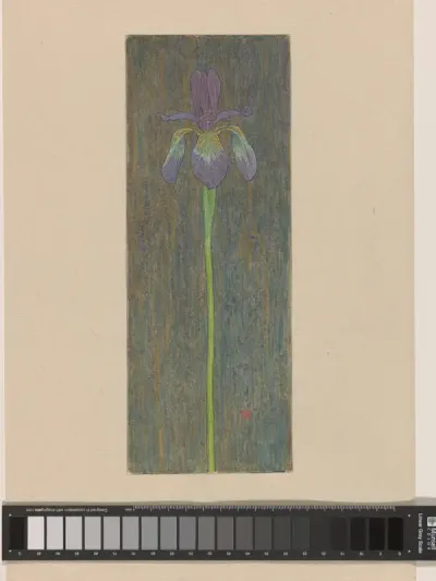 Iris
