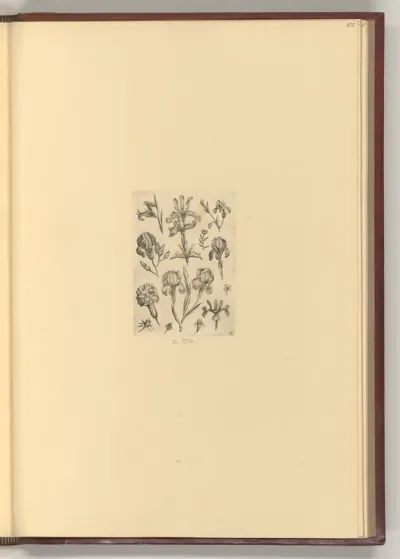 Iris