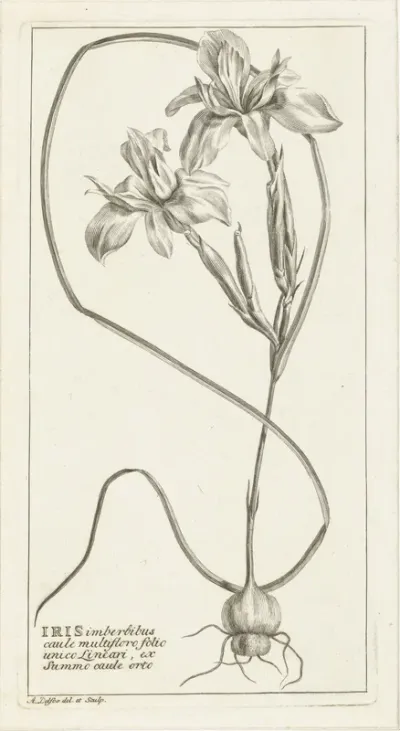 Iris