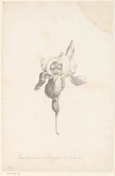 Iris