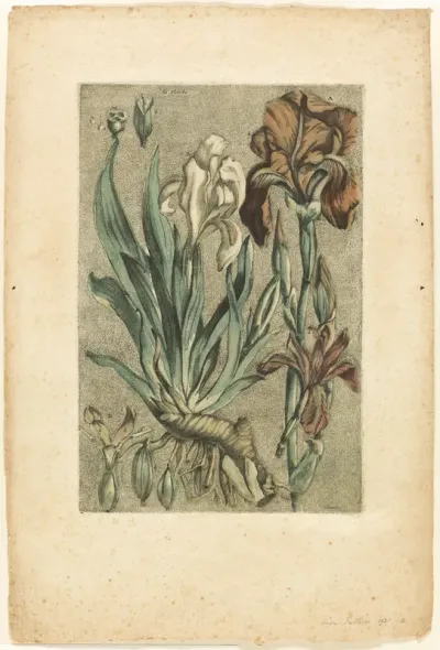 Iris Florentina, from Collection des plantes usuelles, curieuses, et étrangères
