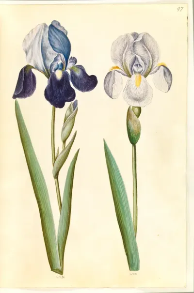Iris ×germanica eller Iris ×sambucina (?) (have-iris eller hylde-iris); Iris ×germanica (have-iris)