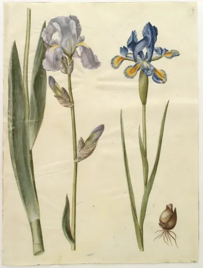 Iris ×germanica (have-iris); Iris xiphium (spansk iris)