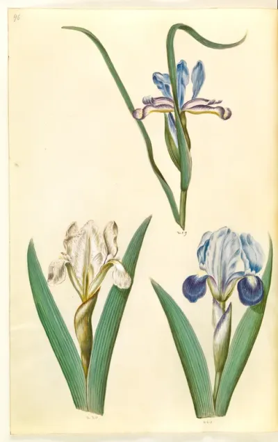 Iris graminea (græsbladet iris); Iris lutescens eller Iris pumila (?) (dværg-iris eller lav iris)