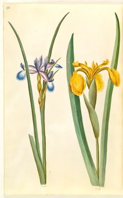 Iris graminea (græsbladet iris); Iris pseudacorus (gul iris)