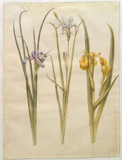 Iris graminea (græsbladet iris); Iris sibirica (sibirisk iris); Iris pseudacorus (gul iris)