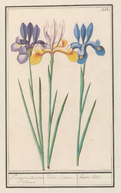 Iris (Iris sibirica)